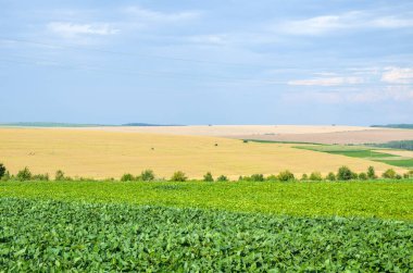 Yaz günü tarımsal bitkilerle dolu renkli arazi manzarası çok güzel.