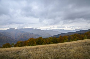 Güzel dağ manzarası, renkli ağaçlarla kaplı yüksek dağların muhteşem manzarası, sonbahar mevsimi, Karpatların güzel doğası, Ukrayna 