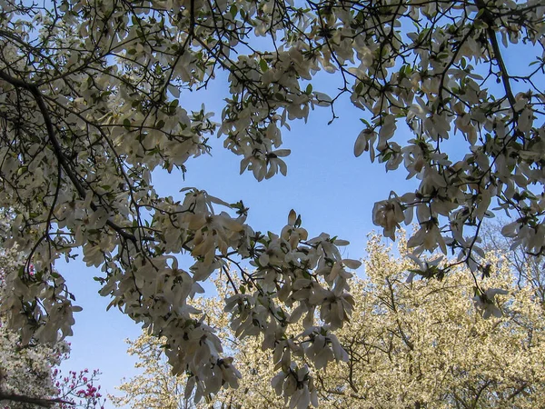 Florecimiento Flores Blancas Magnolia Primavera Fondo Natural Floral Estacional — Foto de Stock