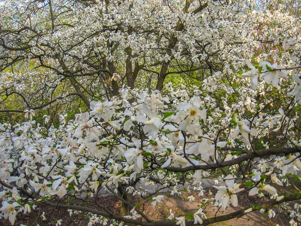 Ανθοφορία Λευκών Λουλουδιών Μανόλια Την Άνοιξη Φυσικό Ανθικό Εποχιακό Υπόβαθρο — Φωτογραφία Αρχείου