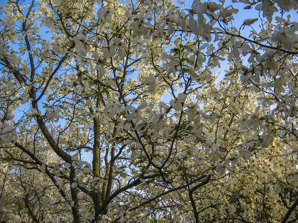 Bloeien Van Witte Magnolia Bloemen Het Voorjaar Natuurlijke Bloemen Seizoensgebonden — Stockfoto