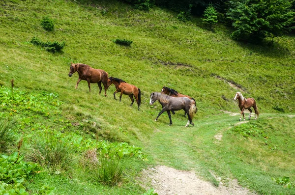 Pastoreo Caballos Prado Verde Herboso Las Montañas Los Cárpatos Ucrania — Foto de Stock