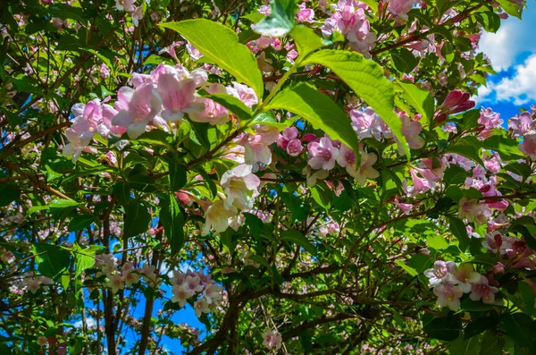 Άνοιξη Λουλούδι Sakura Όμορφο Άνθος Κερασιάς Πάνω Από Μπλε Φόντο — Φωτογραφία Αρχείου