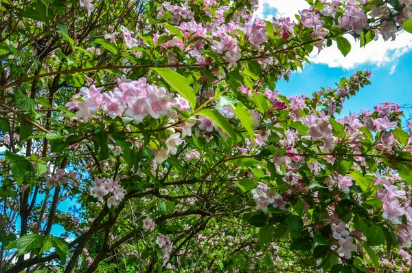 Άνοιξη Λουλούδι Sakura Όμορφο Άνθος Κερασιάς Πάνω Από Μπλε Φόντο — Φωτογραφία Αρχείου