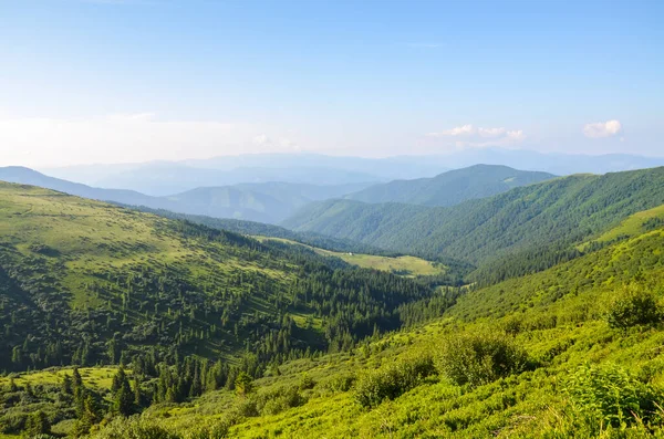 Äng Sheshul Chornohora Åsen Karpaterna Bergsväg Till Mount Petros Ukraina — Stockfoto