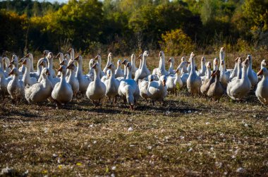 Çayırdaki mutlu yerli kaz grubu.