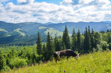 Güzel Ukrayna Karpat Dağları 'nda inekler vahşi doğada otluyor, ekolojik çiftlik hayvanları.