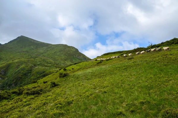 A flock of sheep goes to the green pasture.  Beautiful summer landscape of Marmarosy mountains range, Carpathian, Ukraine