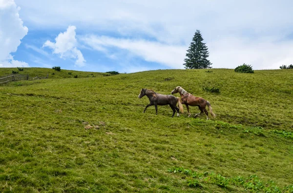 Caballos Salvajes Pastando Valle Montañoso Imagen Hace Las Montañas Cárpatos — Foto de Stock