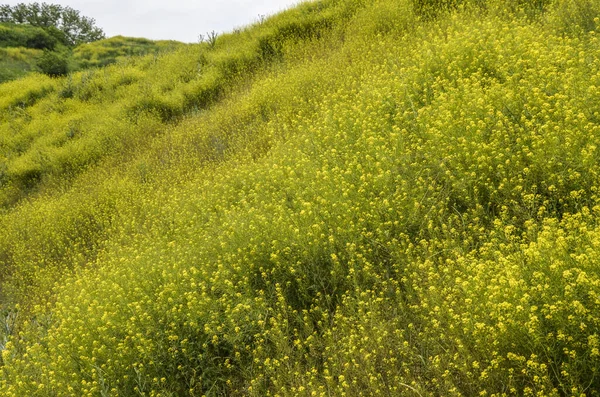 黄色の花畑が広がる美しいパノラマの背景 自然背景写真 — ストック写真