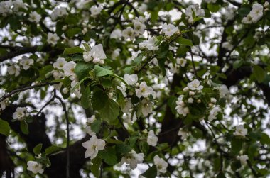Arkaplanda yeşil yapraklar ve dallar olan güzel ve sakin bir günde elma ağacı beyaz çiçekleri çiçek açar.