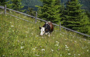 Karpat Dağları 'nın ve dağlık yamaçlarda otlayan ineklerin güzel manzarası