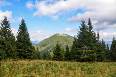 Yazın dağlık arazinin manzarası. Karpat Dağları vadisindeki çimenli tepelerde ladin ormanı. Ukrayna