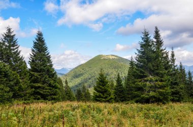 Yazın dağlık arazinin manzarası. Karpat Dağları vadisindeki çimenli tepelerde ladin ormanı. Ukrayna
