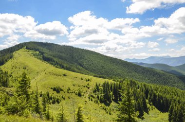 Kayın ormanına giden yol yokuş yukarı. Vadide otlayan inek sürüsü. Güzel yaz manzarası, Karpatlar, Ukrayna 