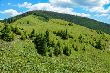 Kayın ormanına giden yol yokuş yukarı. Vadide otlayan inek sürüsü. Güzel yaz manzarası, Karpatlar, Ukrayna 