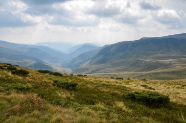 Karpat Dağları 'nın ilkel kayın ormanları. Öğleden sonra güzel yaz sonları manzarası. Uzakta svydovets sırtı. Tepelerde ve çayırlarda aşınmış çimenler 