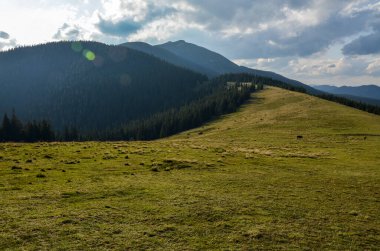 Dağlı Karpat manzarası, köknar ormanları, çimenli çayır, arka plandaki dağ sırasına ve bulutlu gökyüzüne karşı