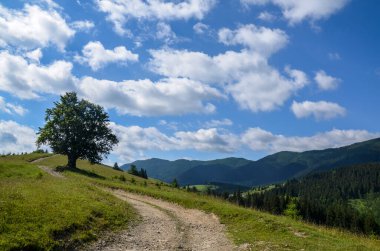 Yaz dağlarında tepenin tepesinde yapayalnız meşe ağacı açık havada. Ukrayna, Karpatlar. 