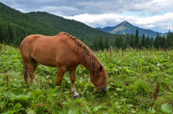 Коричневая Лошадь Пасущаяся Высокогорном Пастбище Против Долины Склонов Покрытых Лесом — стоковое фото
