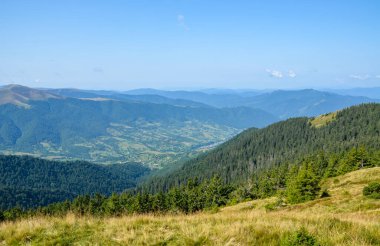 Karpat dağlarının ormanlık tepeleri. Güzel yaz manzarası. Çimenli bir yamaçtaki kayın ağaçları. Uzakta Krasna dağı sırtı, Transcarpathia, Ukrayna