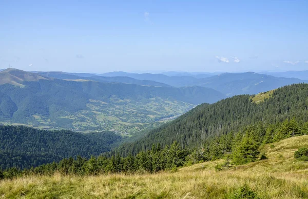 Karpat dağlarının ormanlık tepeleri. Güzel yaz manzarası. Çimenli bir yamaçtaki kayın ağaçları. Uzakta Krasna dağı sırtı, Transcarpathia, Ukrayna
