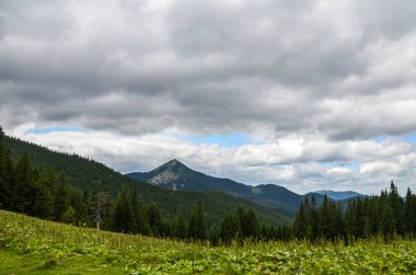 Çimenli tepedeki kozalaklı orman. Gorgany dağ sırasına harika bir panoramik manzara ve Dovbushanka Dağı manzarası. Karpatlar 'da dinlenmek, dağlarda yürümek.