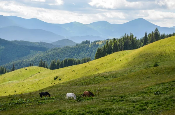 여름에 우크라이나 카르파티아 산맥의 목초지에서 아름다운 말들의 — 스톡 사진