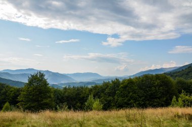 Tepelerdeki yeşil ağaçların yanındaki altın tarla. Güneş ve bulutlar - Karpat dağlarının panoramik manzarası, Ukrayna