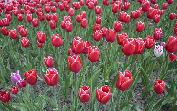 Hermosos Tulipanes Campo Tulipanes Con Fondo Hoja Verde Colorido Paisaje — Foto de Stock