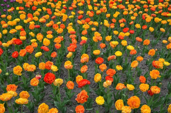 Поле Цветущих Цветущих Цветущих Цветов Тюльпанов Весной Цветочный Фон — стоковое фото