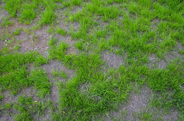 Primavera Verano Textura Fondo Hierba Verde Natural Fresca Campo — Foto de Stock