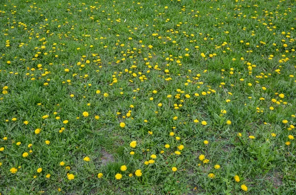 Gele Heldere Bloemen Paardebloemen Bloeien Groen Gras Achtergrond Van Lente — Stockfoto