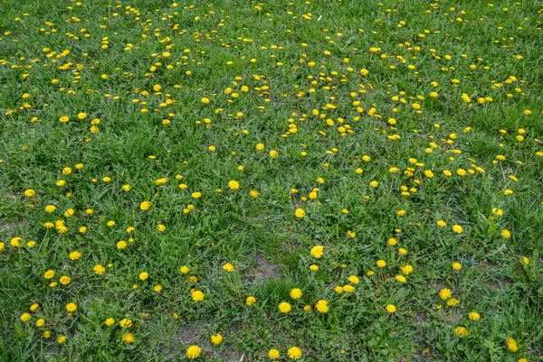 Gula Ljusa Blommor Maskrosor Blommar Grönt Gräs Bakgrund Vårängar Utomhus — Stockfoto
