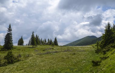 Tepeleri, ormanı ve taze otları olan pitoresk bir dağ vadisi. Karpat Dağları, Ukrayna 'da yaz manzarası