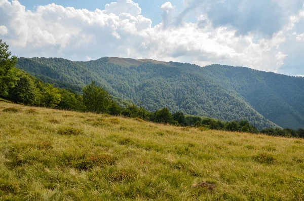 Zelený Bukový Les Travnatých Kopcích Karpat Ukrajina Pohled Krásnou Horskou — Stock fotografie