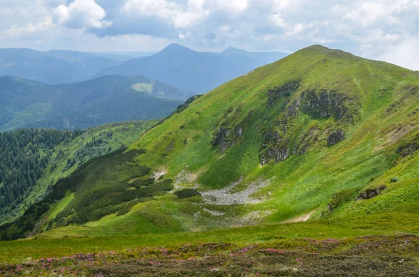 夏天的风景 开着粉色杜鹃花 有山丘 小径和山峰在地平线上的Marmarosy山脊 旅游胜地很受欢迎 乌克兰喀尔巴阡山脉 — 图库照片