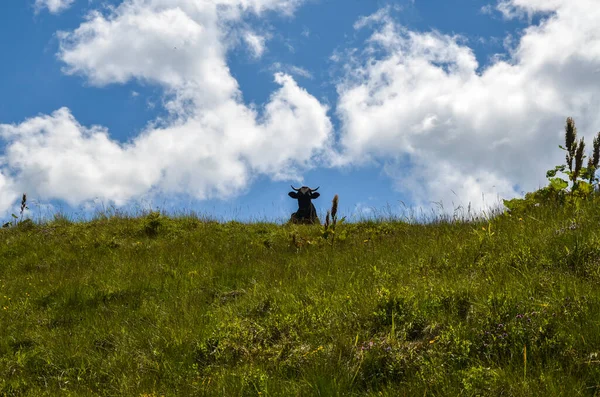 Head of funny cow looking to a camera with green meadow against the sky with white clouds