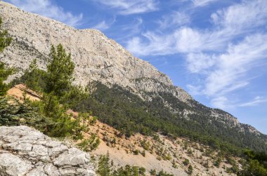 Türkiye 'nin Antalya ilçesi yakınlarındaki Olimpos Dağı veya Tahtali Dağı yakınlarındaki Lycian yolundan görülen çam ağaçlarının manzarası