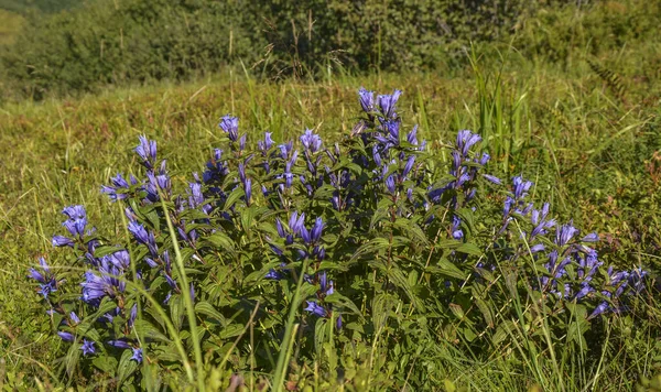 Fleurs Bleu Foncé Sauvage Fleurissant Dans Les Montagnes Des Carpates — Photo