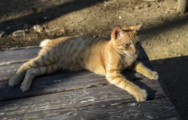 Kızıl bir kedi güneşli bir sonbahar gününün erken saatlerinde, güneşli bir sonbahar gününde, tahta bir masanın üzerinde dinleniyor.