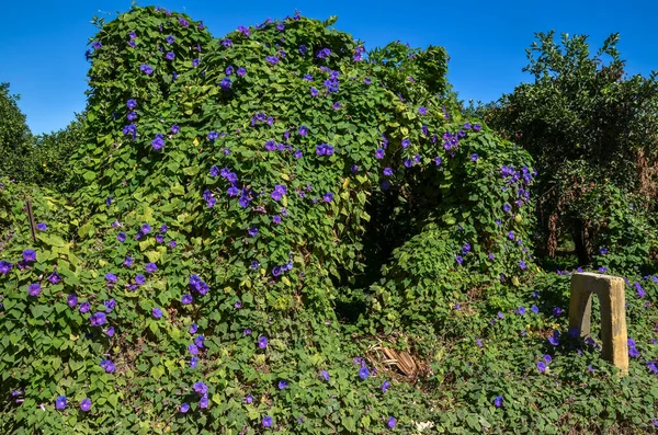 Belle Fleur Bleue Ipomée Matin Poussant Sur Treillis Dans Jardin — Photo