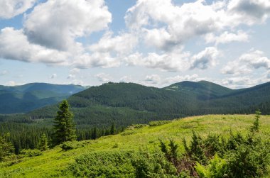 Karpat Dağları 'nın güzel doğal manzarası yaz mevsiminde çam ormanlarını kaplamıştı. Ukrayna