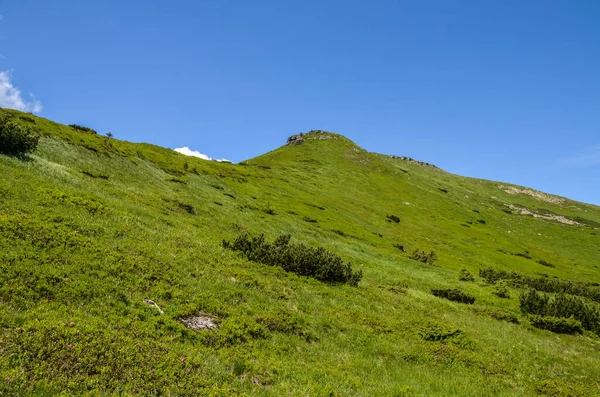 Paysage Pittoresque Des Carpates Été Vue Sommet Mont Turkul Dans — Photo