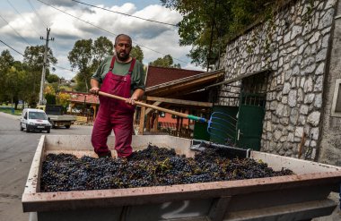 EGER, HUNGARY - SEPTEMBER 27 2013: Winemaker with a pitchfork stands in a basket with grapes and loads it into a special juicer. Technology of wine production. Winemaker at work.