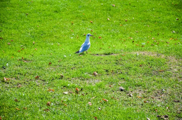 White Bird Seagull Walking Fresh Green Grass Park — Zdjęcie stockowe