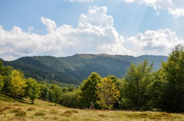 Yeşil orman ve dağ sırtı. Karpatların güzel yaz manzarası, Ukrayna