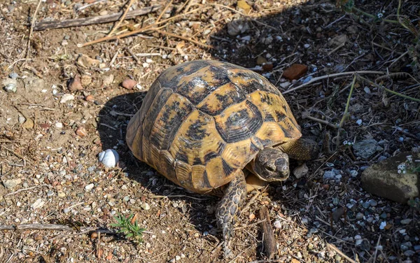 Schildkröte Wandert Einem Sonnigen Sommertag Trockenen Gras — Stockfoto