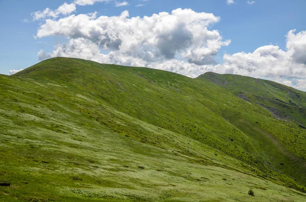 Panorámás Kilátás Zöld Füves Lejtők Chornohora Gerinc Napos Nyári Napon — Stock Fotó