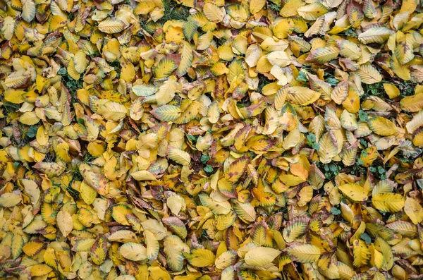 Фон Осенних Листьев Покрывающих Землю Сухая Желтая Листва Парке Текстурированные — стоковое фото